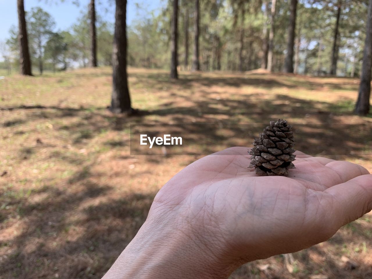 CLOSE-UP OF HAND HOLDING PINE CONE ON GROUND