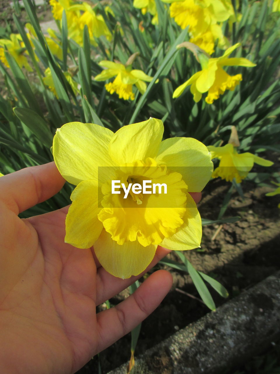 CROPPED HAND HOLDING YELLOW FLOWER