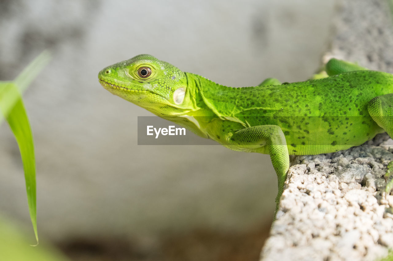 Close-up of green lizard on rock