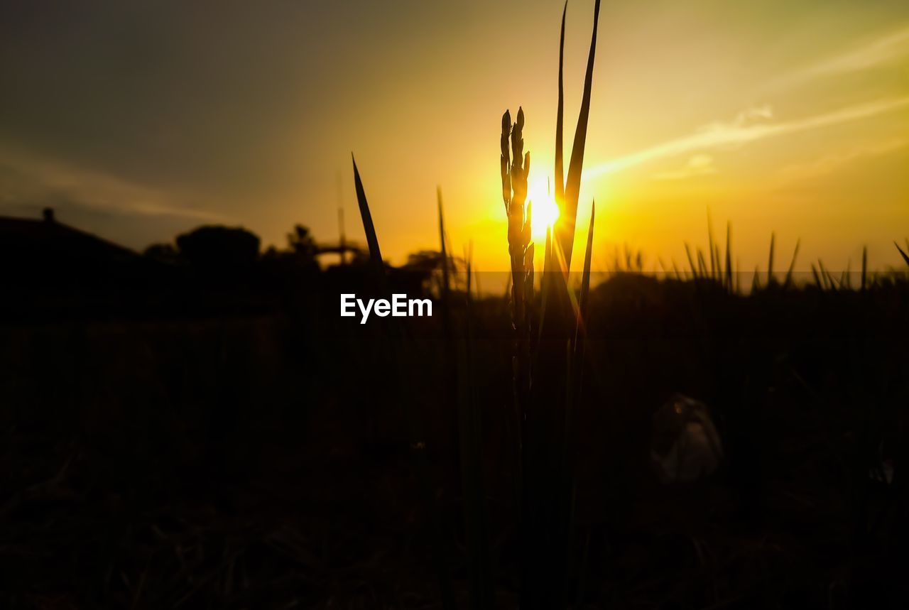 SILHOUETTE PLANTS ON FIELD AGAINST ORANGE SKY