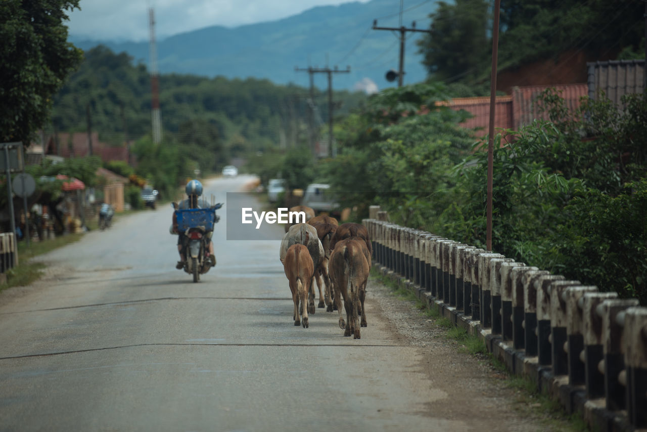 PEOPLE RIDING HORSE ON ROAD