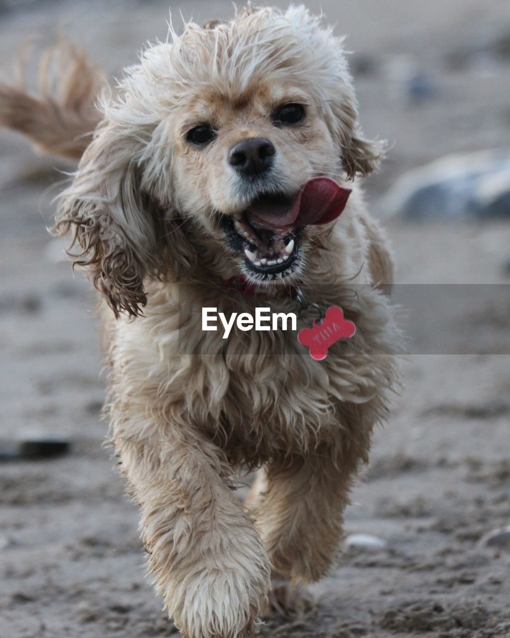 PORTRAIT OF DOG STICKING OUT TONGUE OUTDOORS