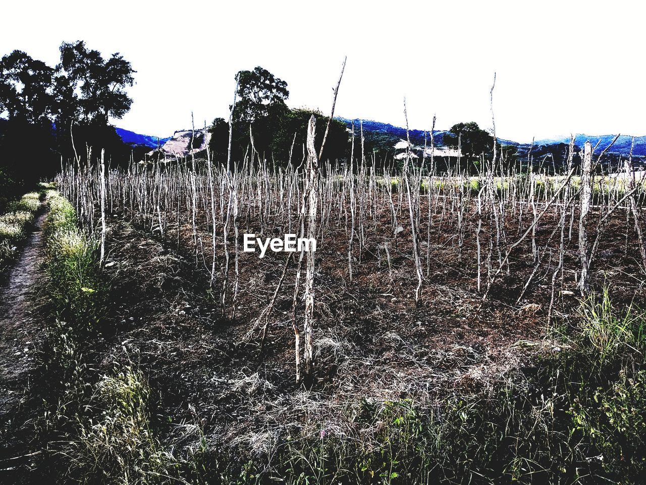 PLANTS GROWING ON FIELD