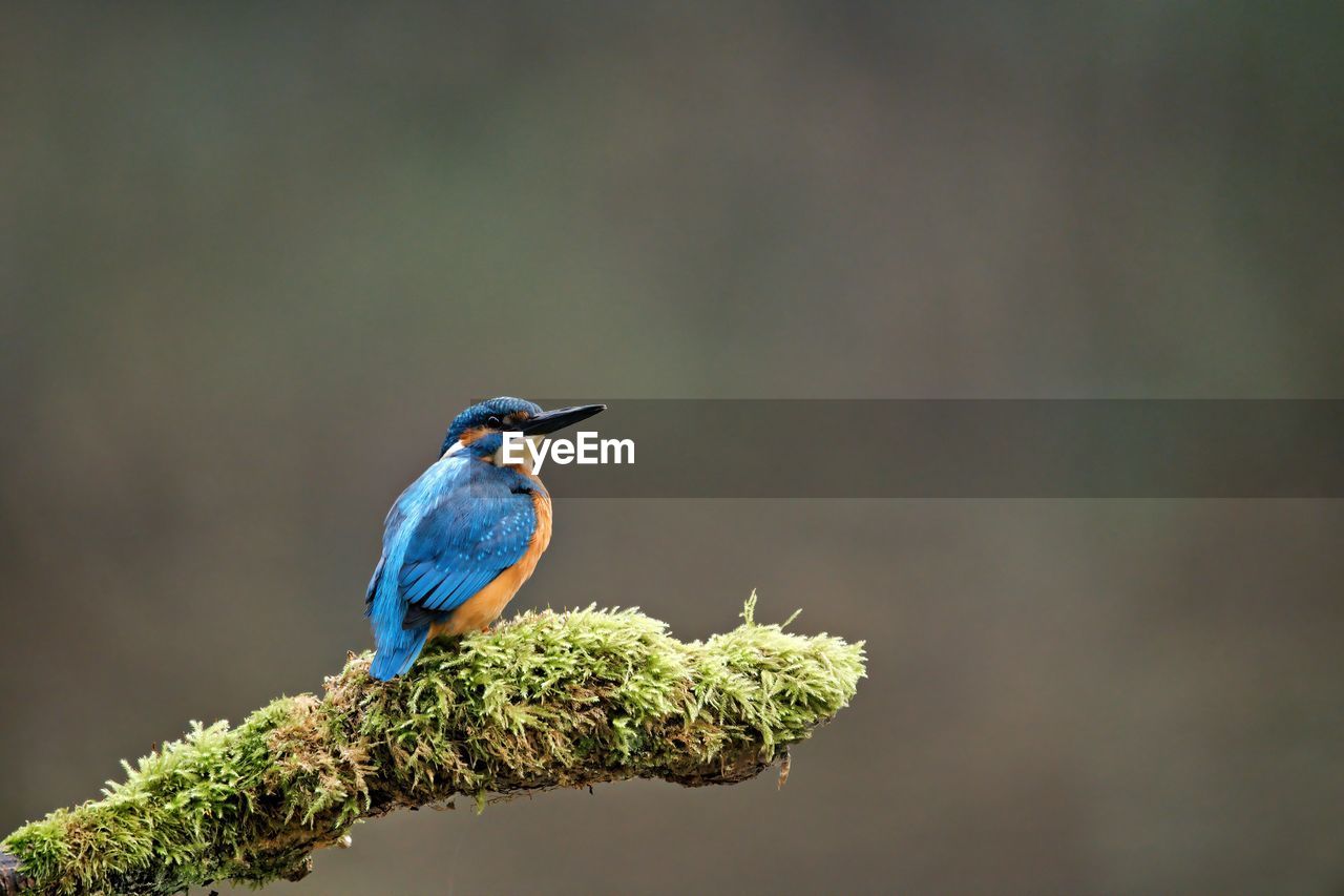 bird, animal themes, animal, animal wildlife, wildlife, nature, one animal, perching, green, close-up, tree, beauty in nature, plant, branch, no people, beak, focus on foreground, songbird, blue, outdoors, environment, day, full length, forest, macro photography, multi colored, side view, copy space, tropical bird, rainforest, kingfisher, land