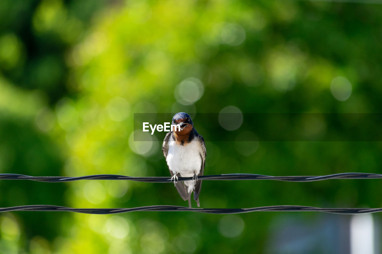 PORTRAIT OF BIRD PERCHING