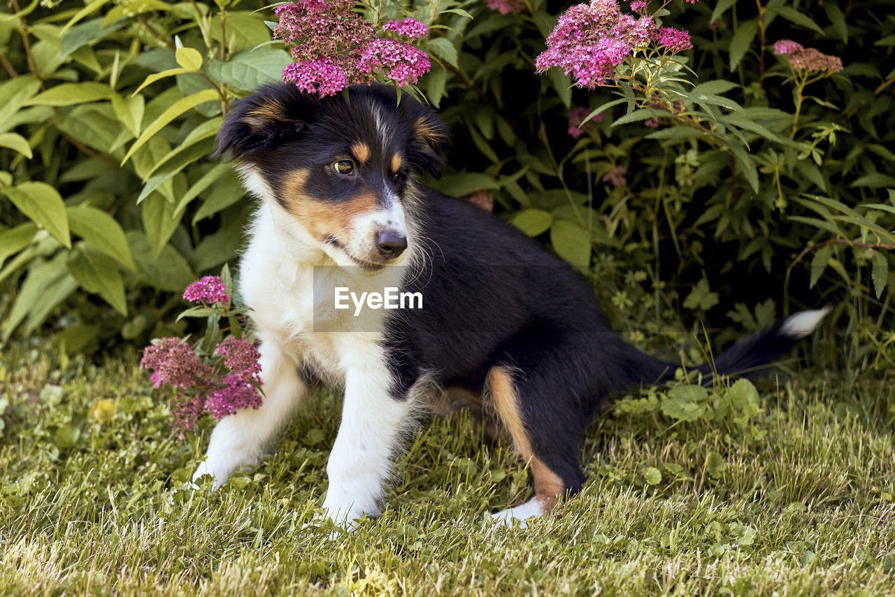 pet, dog, one animal, animal themes, mammal, animal, domestic animals, canine, plant, puppy, carnivore, grass, nature, border collie, flowering plant, flower, no people, cute, young animal, portrait, purebred dog, black, looking, outdoors, green, front or back yard