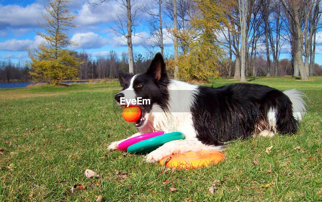 DOG WITH BALL ON GRASS