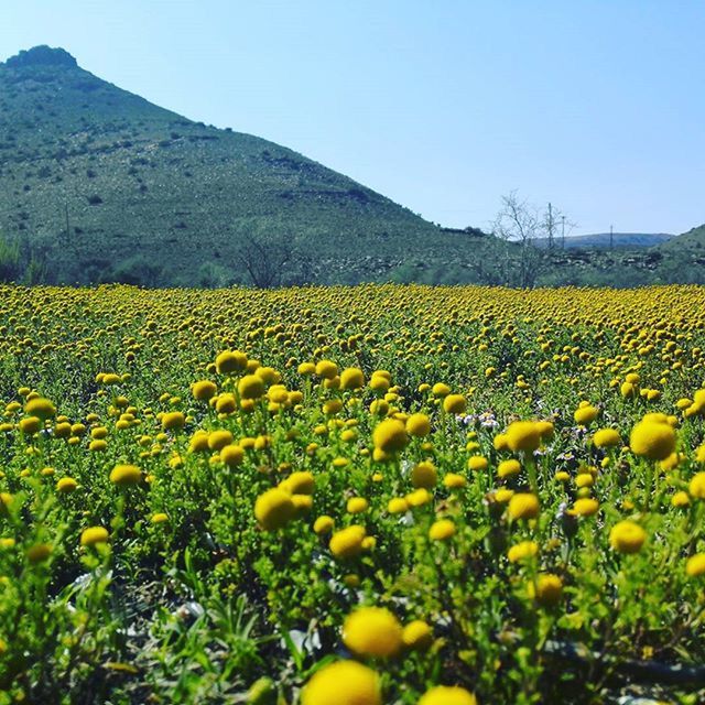 YELLOW FLOWERS GROWING IN FIELD AGAINST SKY