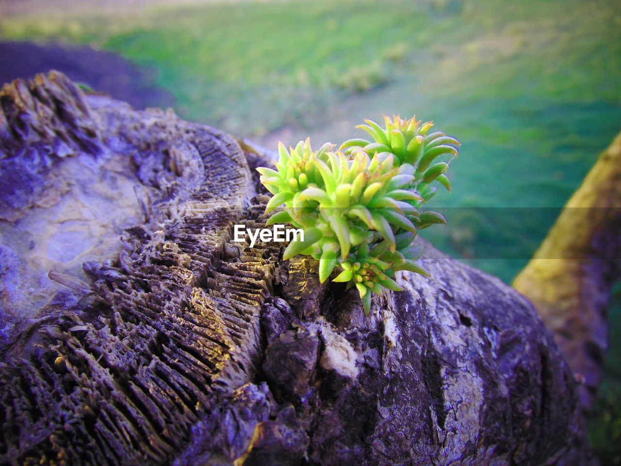 CLOSE-UP OF PLANT GROWING ON ROCKS
