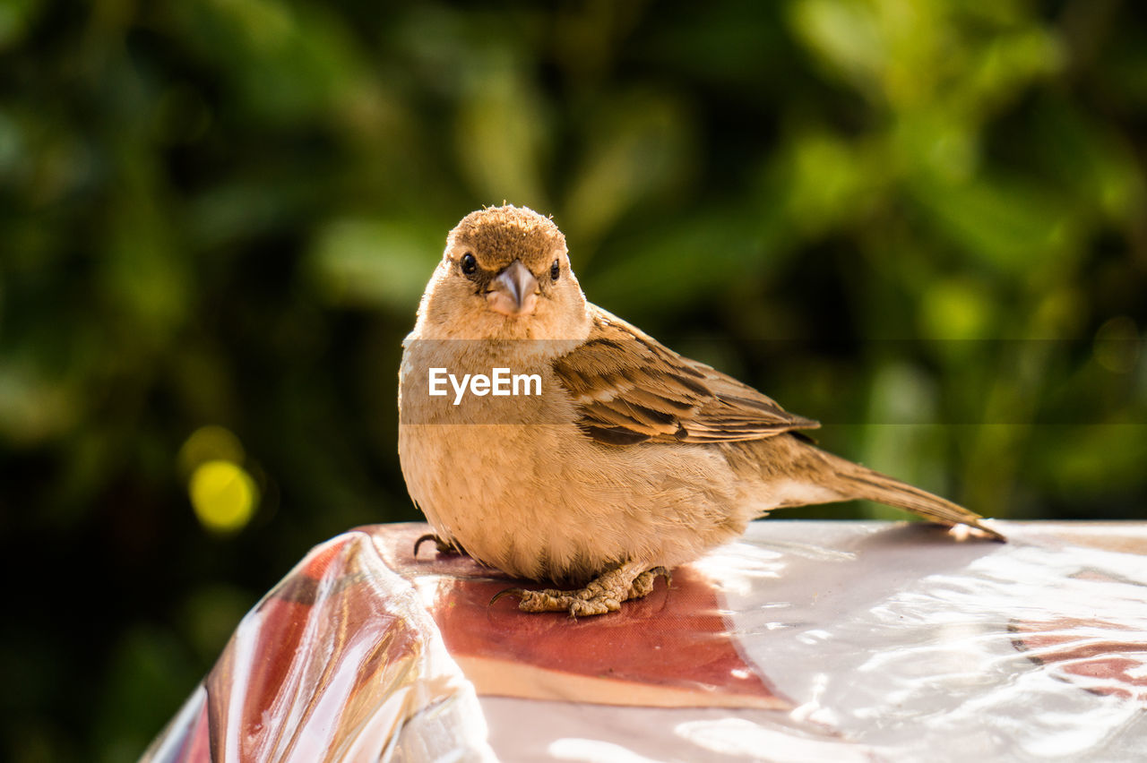 CLOSE-UP OF SPARROW PERCHING ON LEAF