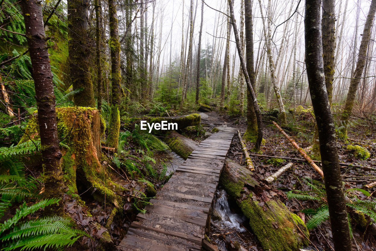 FOOTPATH IN FOREST