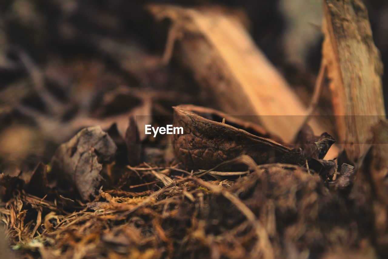 Close-up of walnut shell in forest