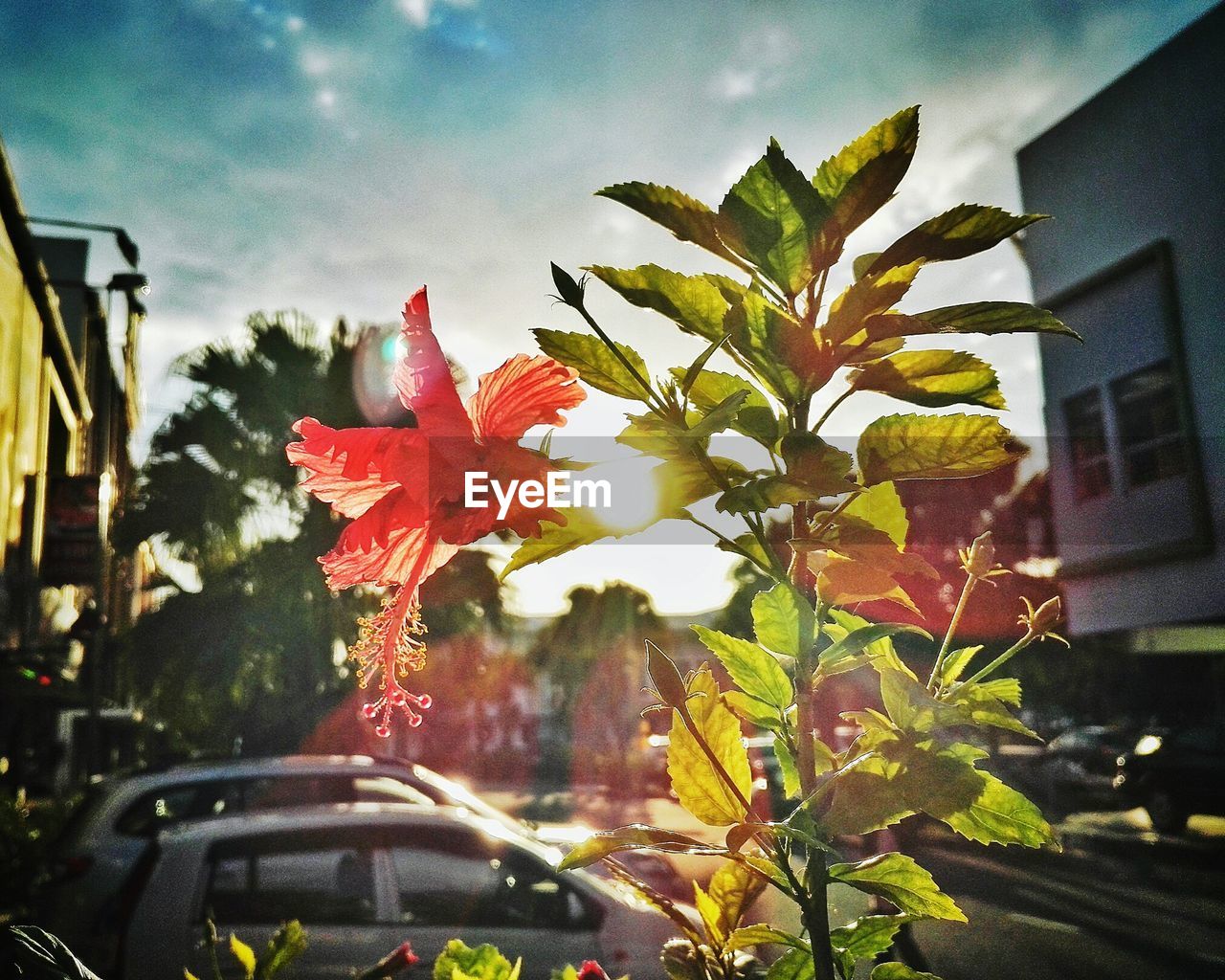 CLOSE-UP OF PLANT AGAINST SKY