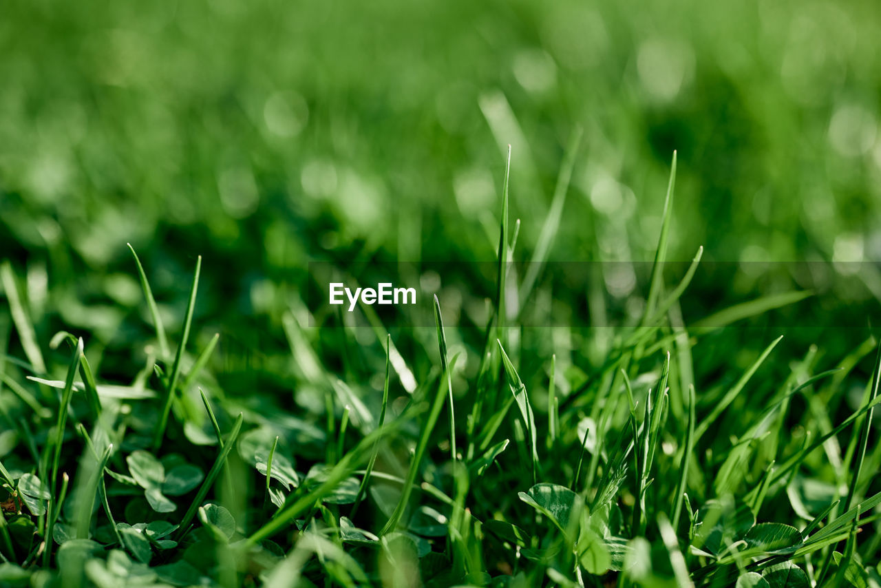 full frame shot of grassy field