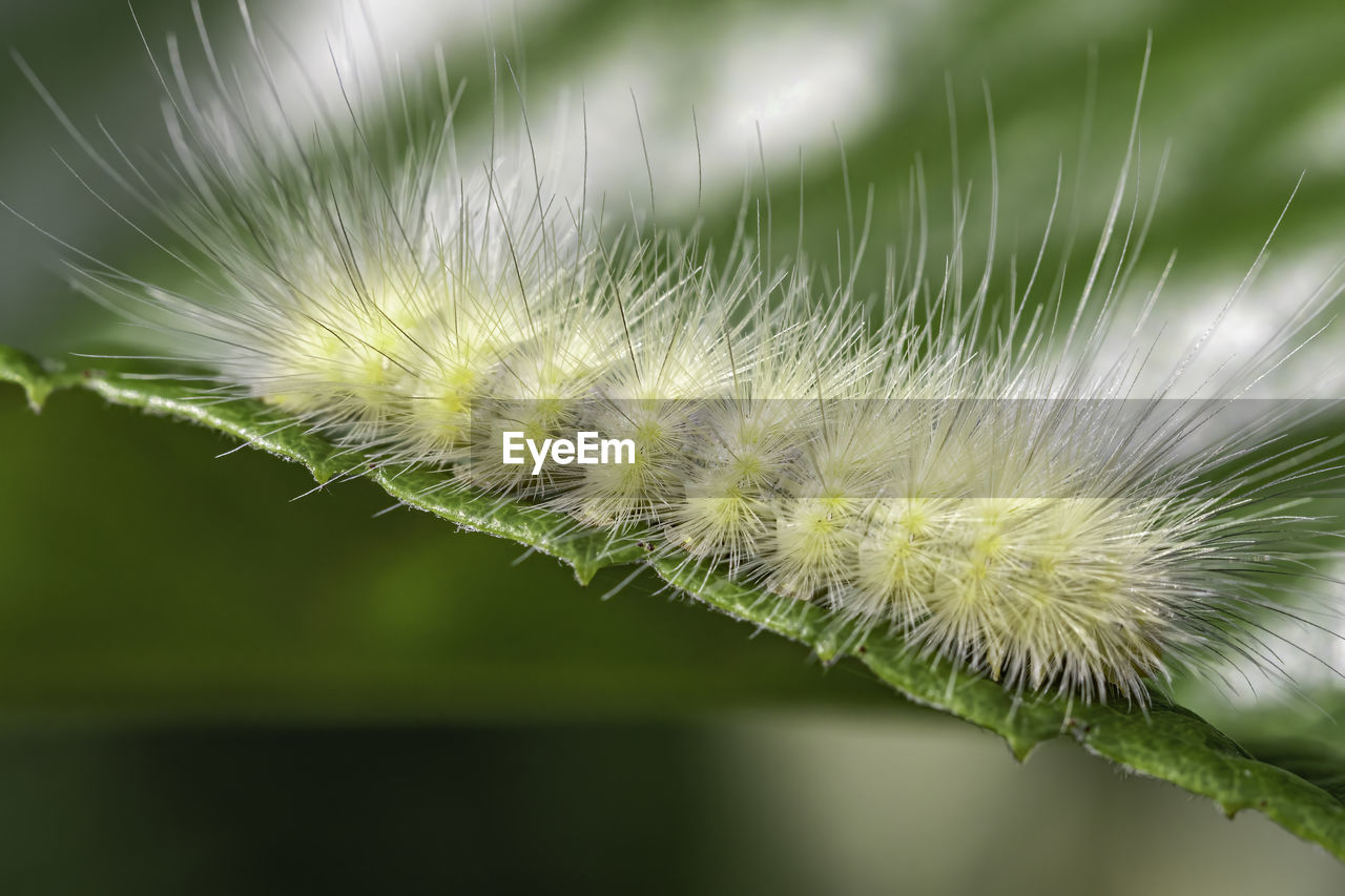 CLOSE-UP OF DANDELION ON PLANT OUTDOORS