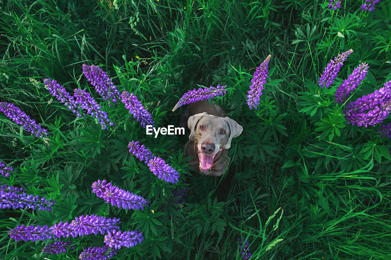 PORTRAIT OF DOG ON PURPLE FLOWERS