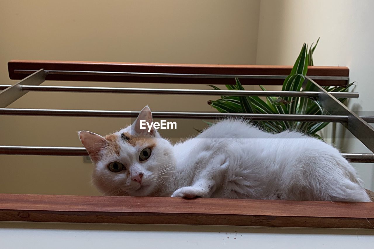 Portrait of cat sitting on table