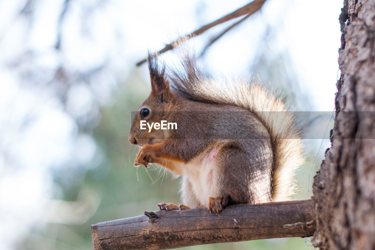 Close-up of squirrel