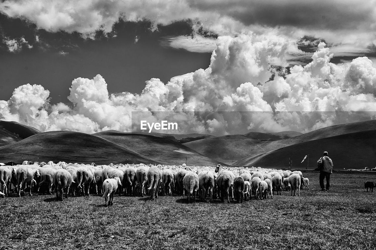 Sheep on field against mountains