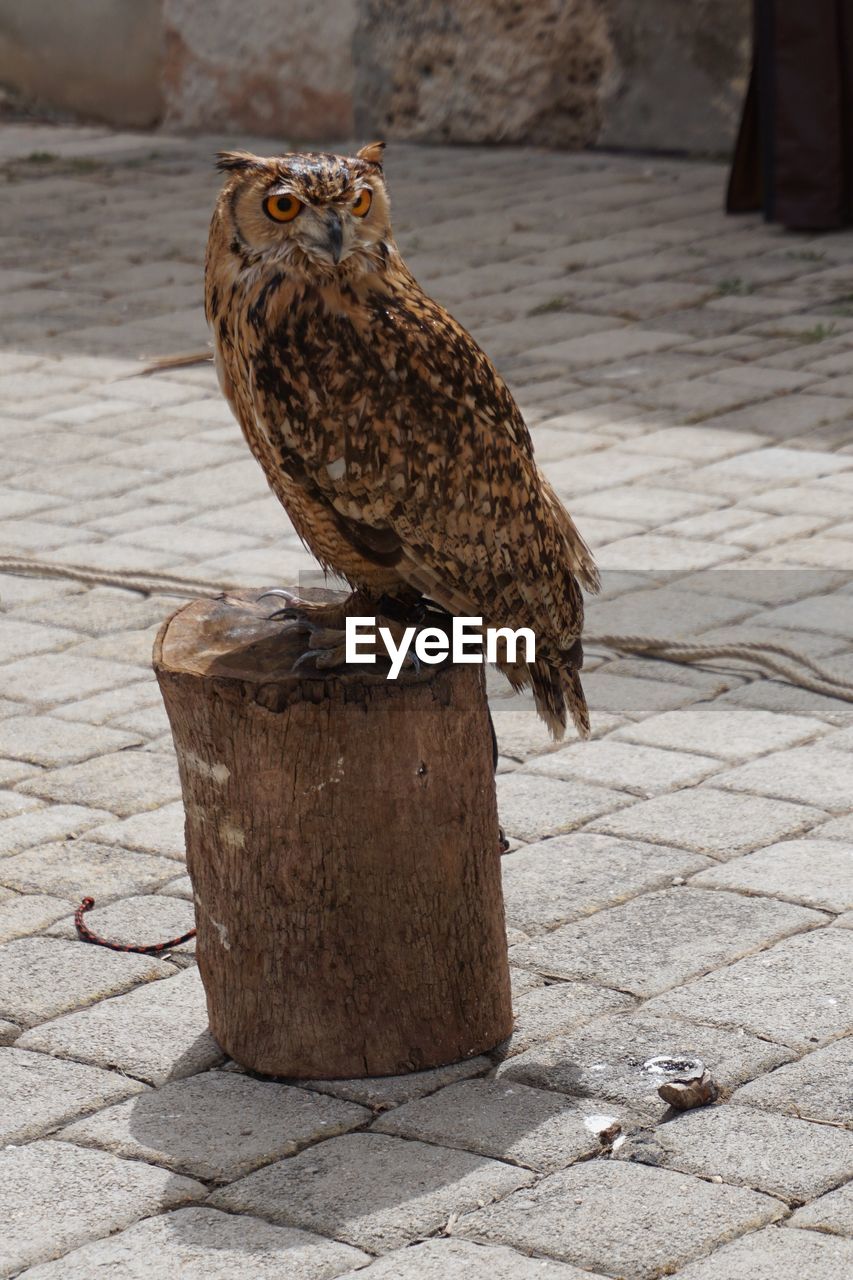 Close-up of owl perching on footpath