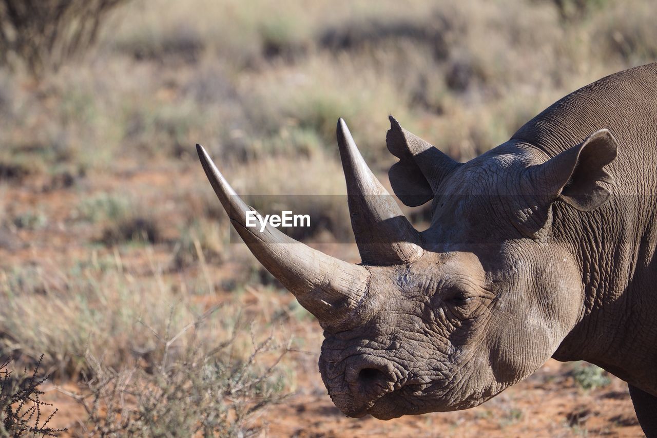 Close-up of rhinoceros on field