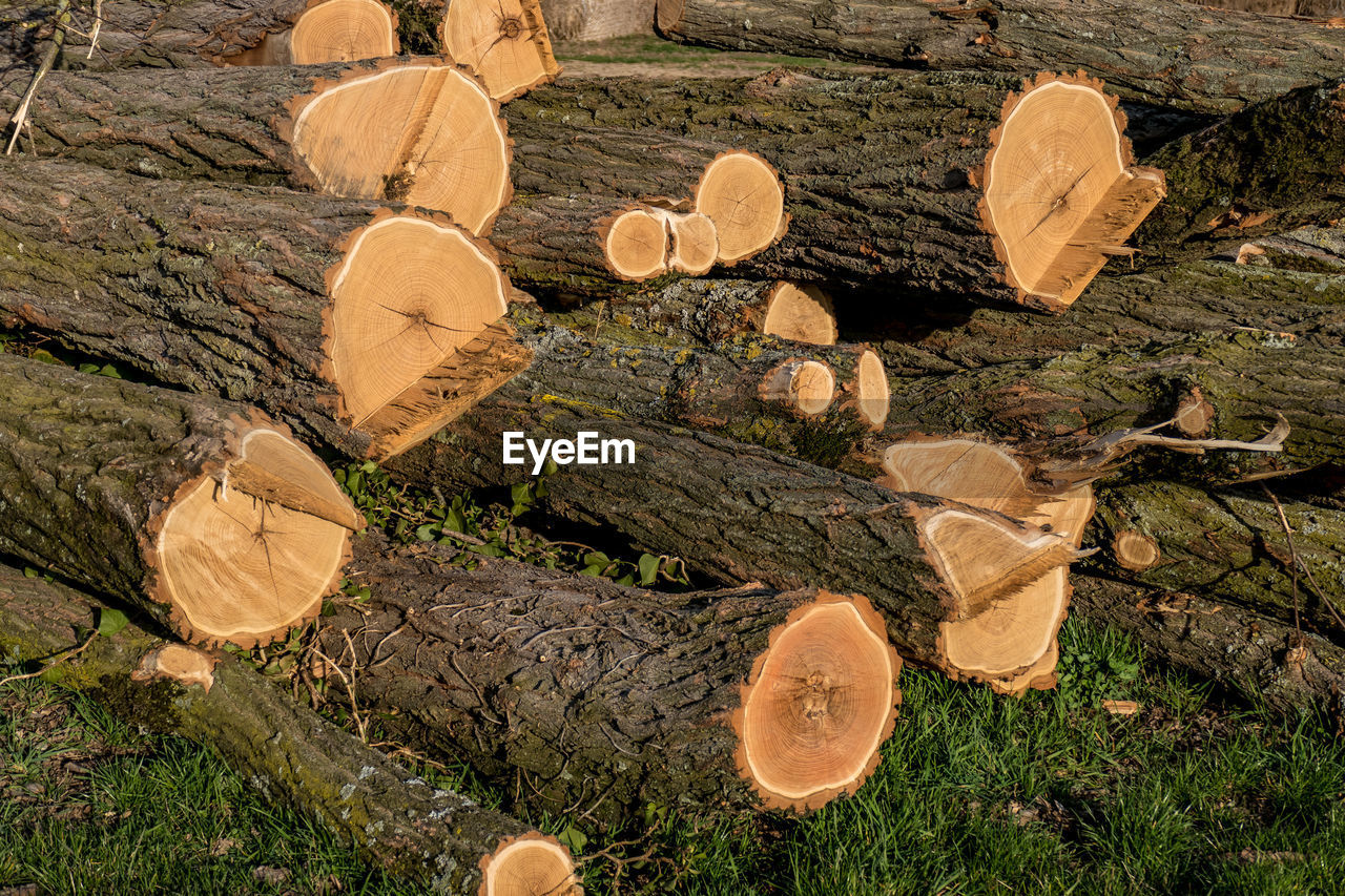 STACK OF LOGS IN FIELD