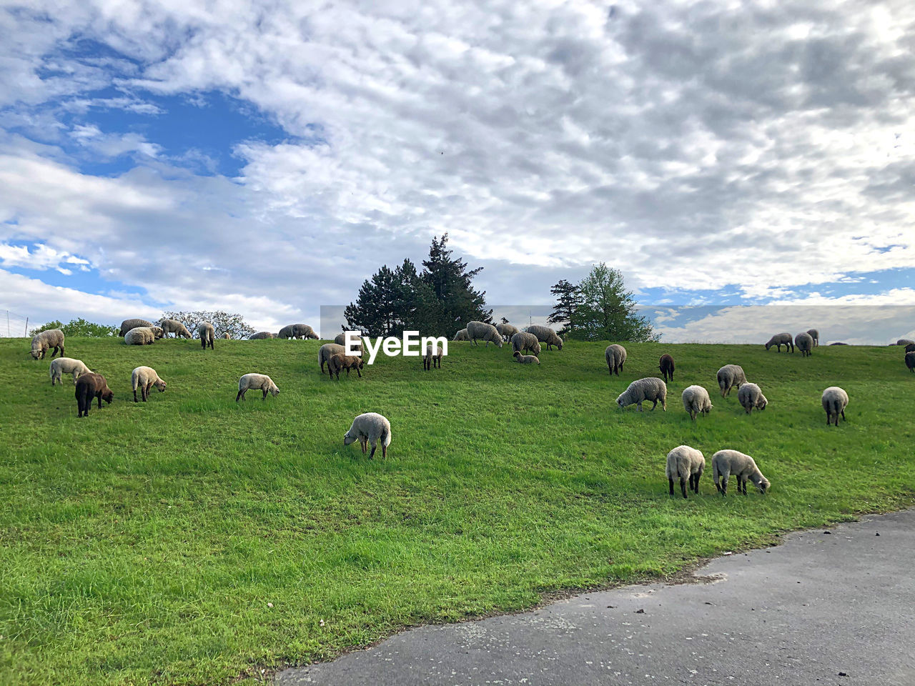 SHEEP IN A FIELD