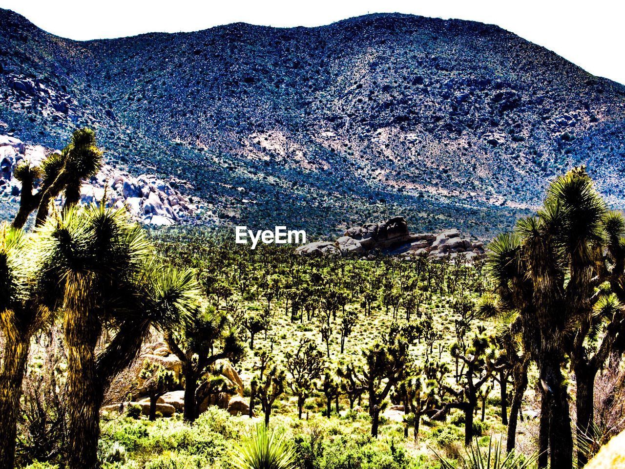 SCENIC VIEW OF TREE MOUNTAINS AGAINST SKY