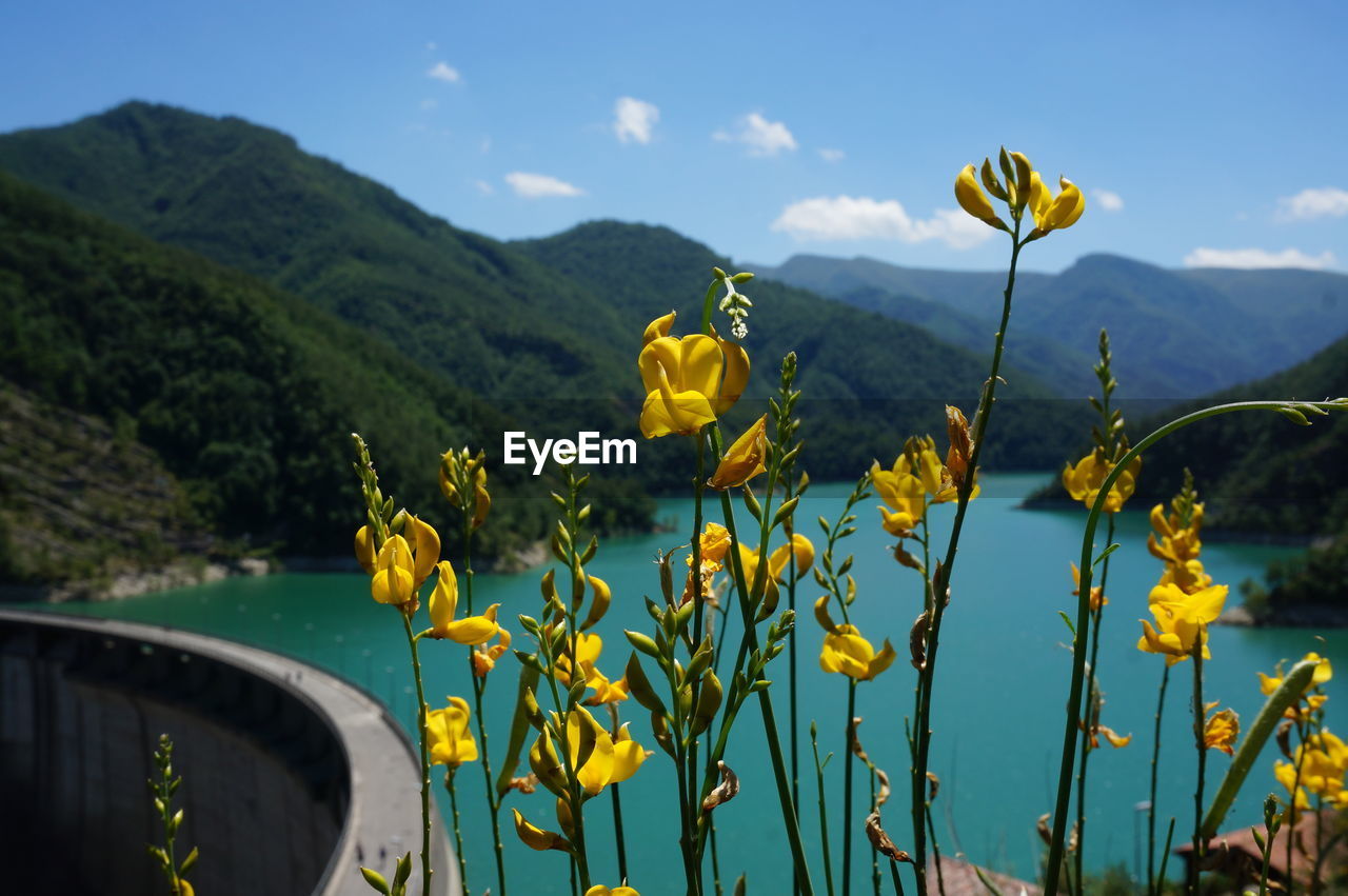 Close-up of yellow flowering plants by mountains against sky