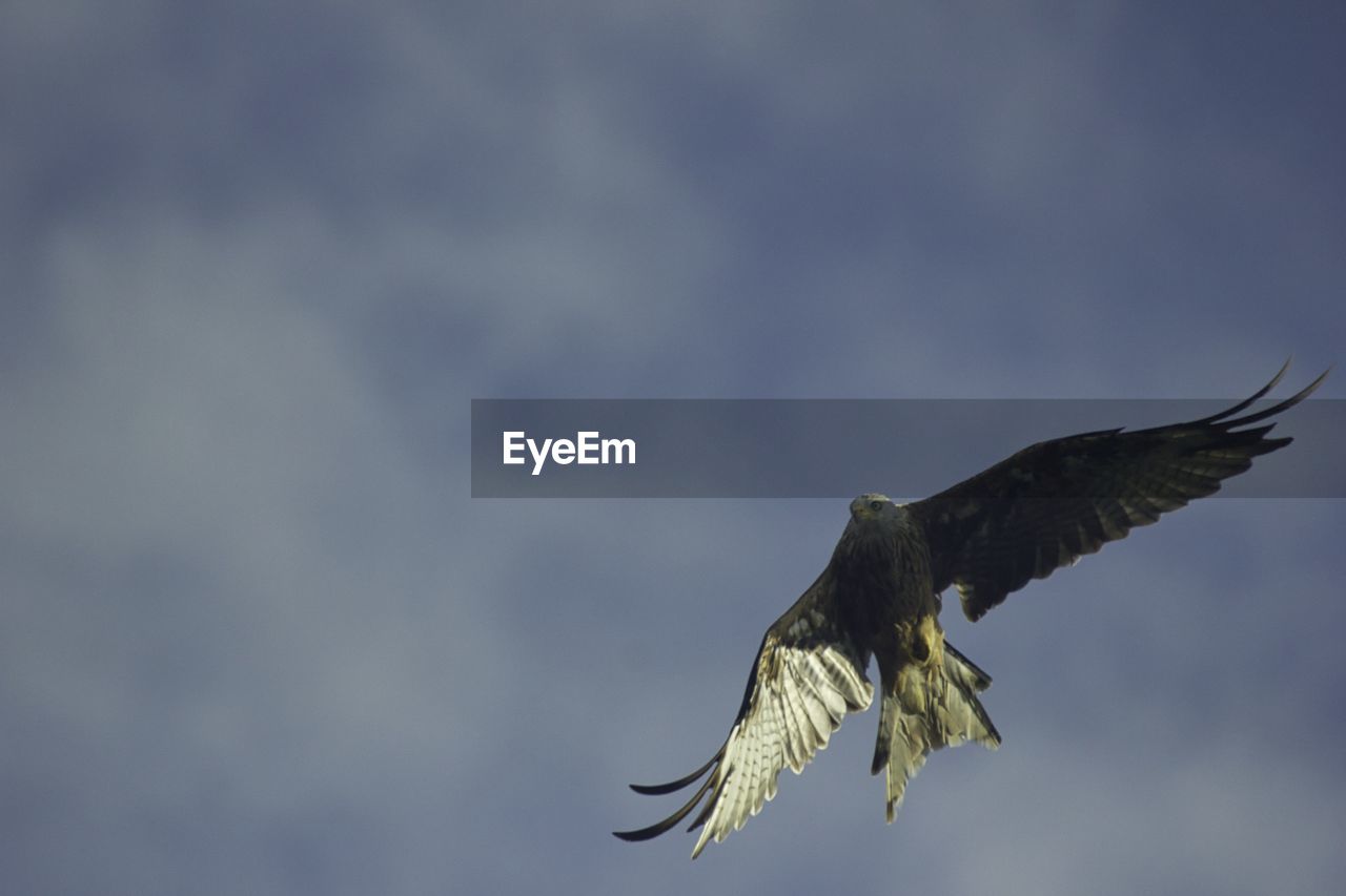 bird, animal themes, animal, wildlife, animal wildlife, flying, one animal, spread wings, bird of prey, animal body part, eagle, sky, no people, nature, wing, mid-air, beak, motion, cloud, falcon, bald eagle, outdoors, buzzard, animal wing, full length, copy space, day, low angle view, beauty in nature