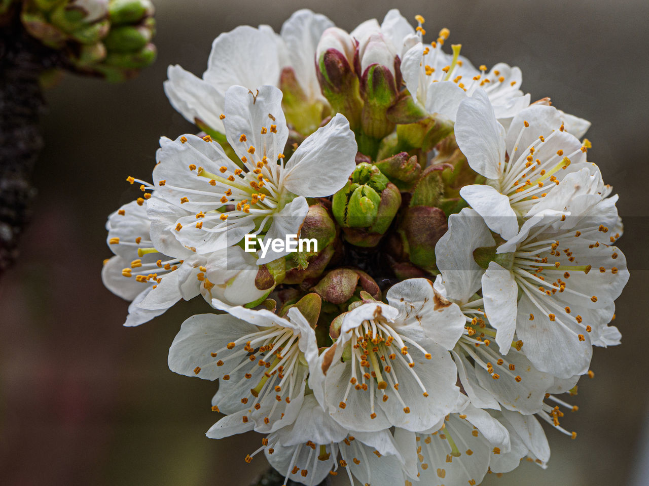 CLOSE-UP OF WHITE FLOWERS