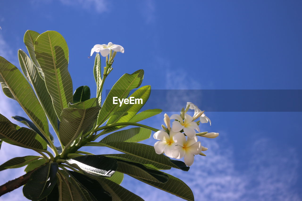 plant, flower, sky, flowering plant, nature, beauty in nature, leaf, blossom, blue, growth, freshness, plant part, tree, sunlight, cloud, green, no people, close-up, outdoors, fragility, flower head, branch, petal, springtime, inflorescence, macro photography, day, low angle view, white, botany, yellow, food, environment, food and drink