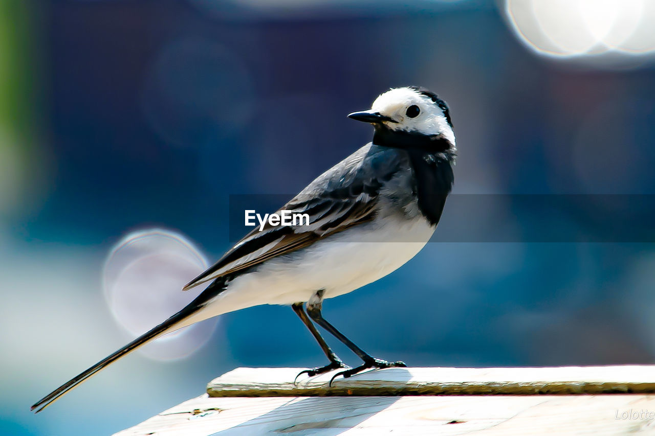 Close-up of bird perching on railing