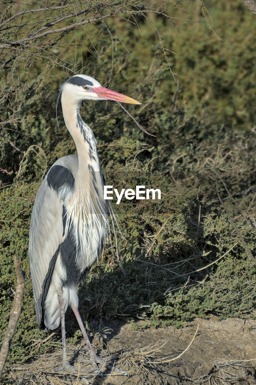 High angle view of gray heron perching on a field