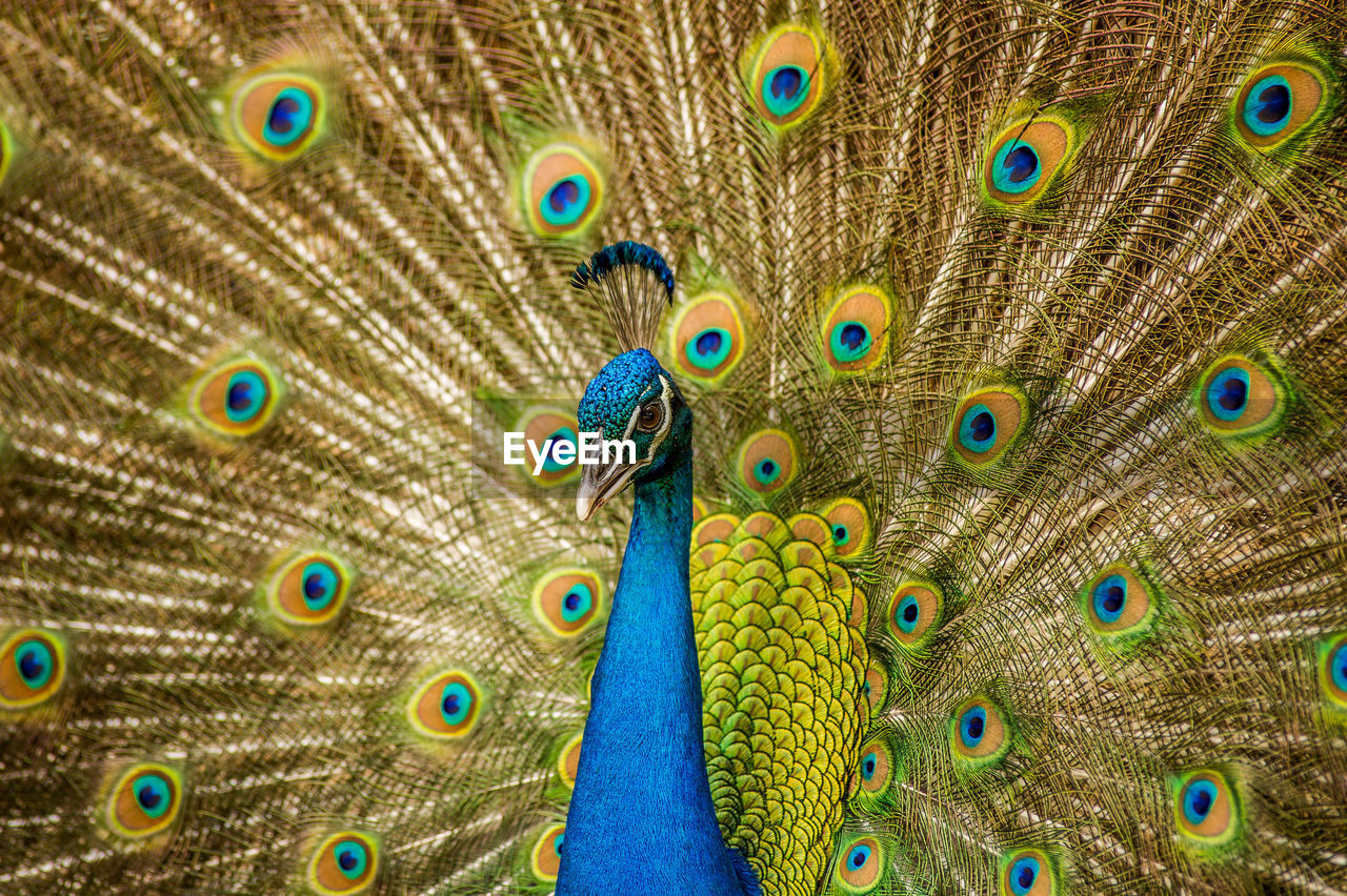 Close-up of peacock