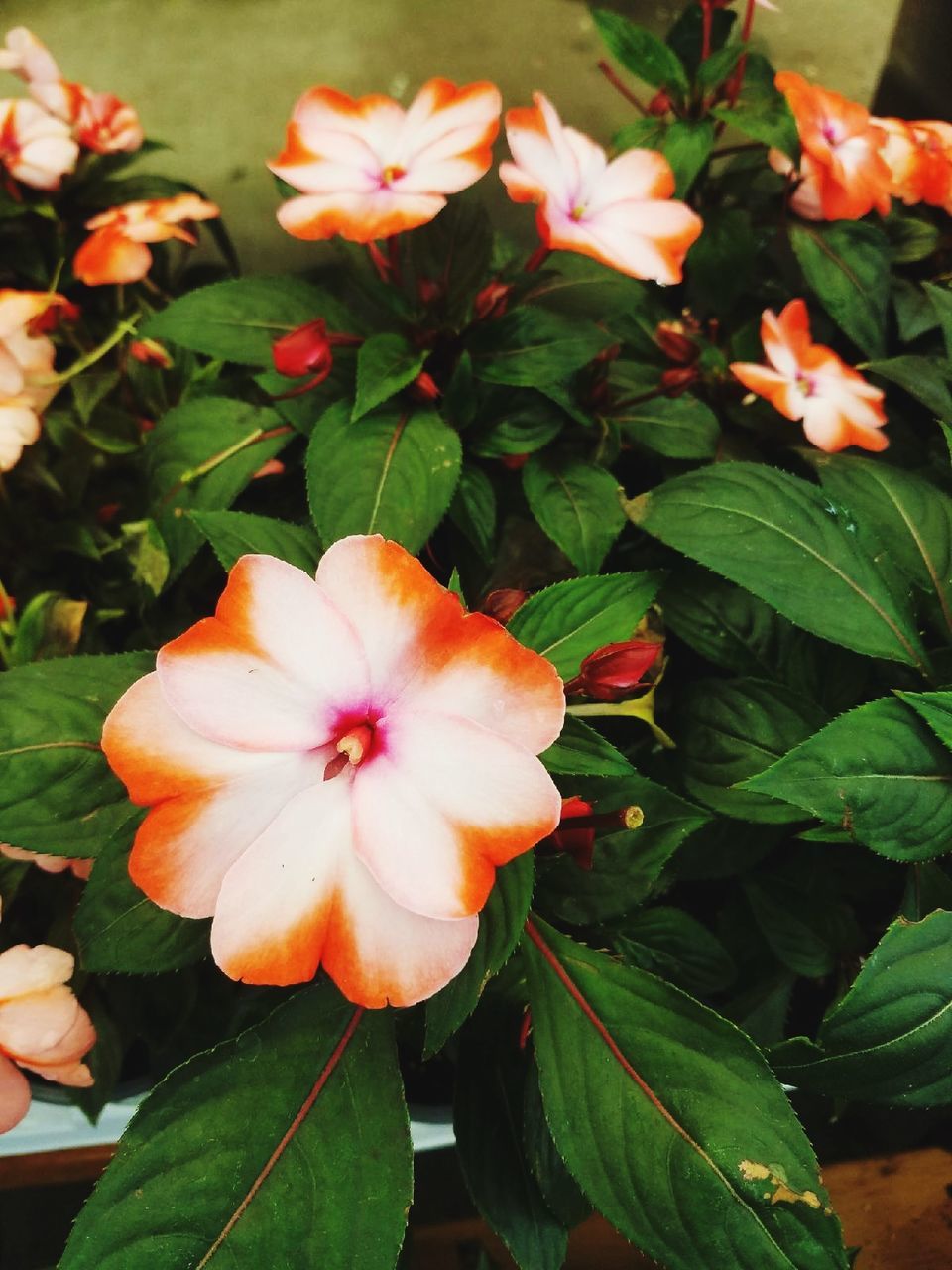 CLOSE-UP OF FLOWERS BLOOMING