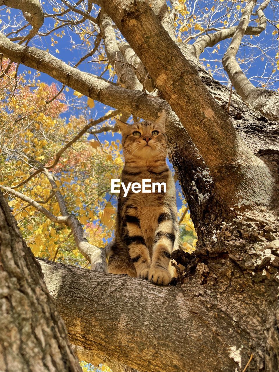 Low angle view of cat sitting in tree