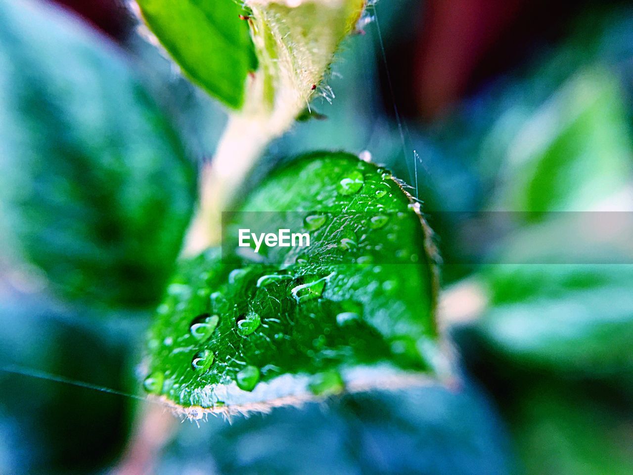 Close-up of wet plant