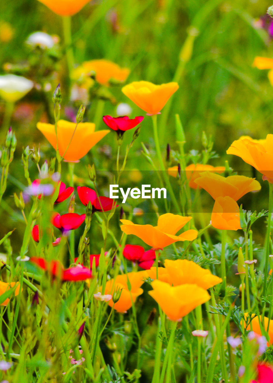 Close-up of red flowers blooming outdoors