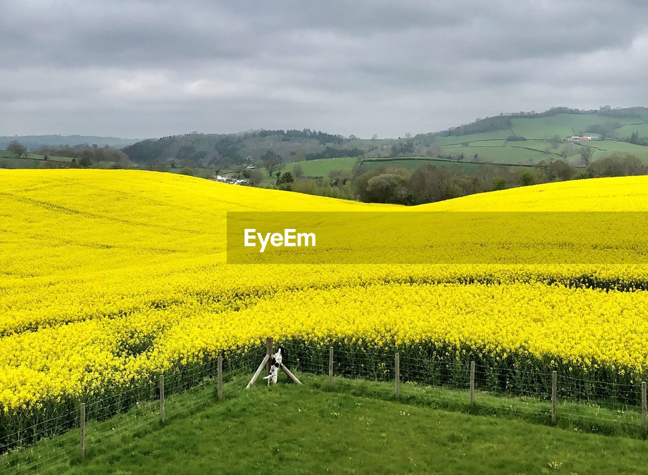 landscape, rapeseed, flower, environment, canola, land, rural scene, field, plant, yellow, vegetable, agriculture, produce, beauty in nature, scenics - nature, sky, oilseed rape, nature, cloud, food, tranquility, farm, crop, brassica rapa, tranquil scene, flowering plant, rural area, growth, idyllic, mustard, no people, springtime, prairie, grassland, hill, meadow, plain, day, freshness, grass, non-urban scene, outdoors, tree, green, overcast, travel destinations, travel, vibrant color, abundance, sunlight