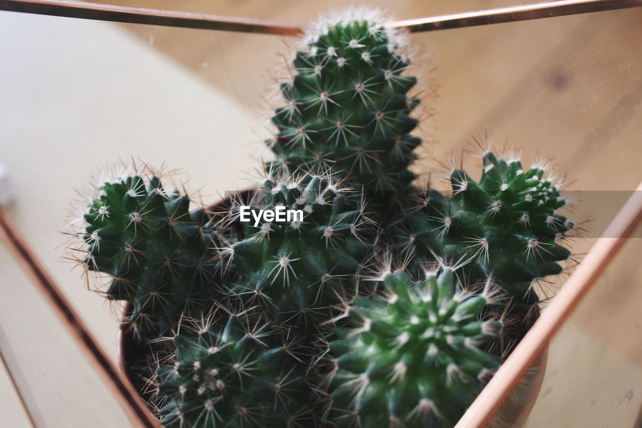 Close-up high angle view of cactus plant