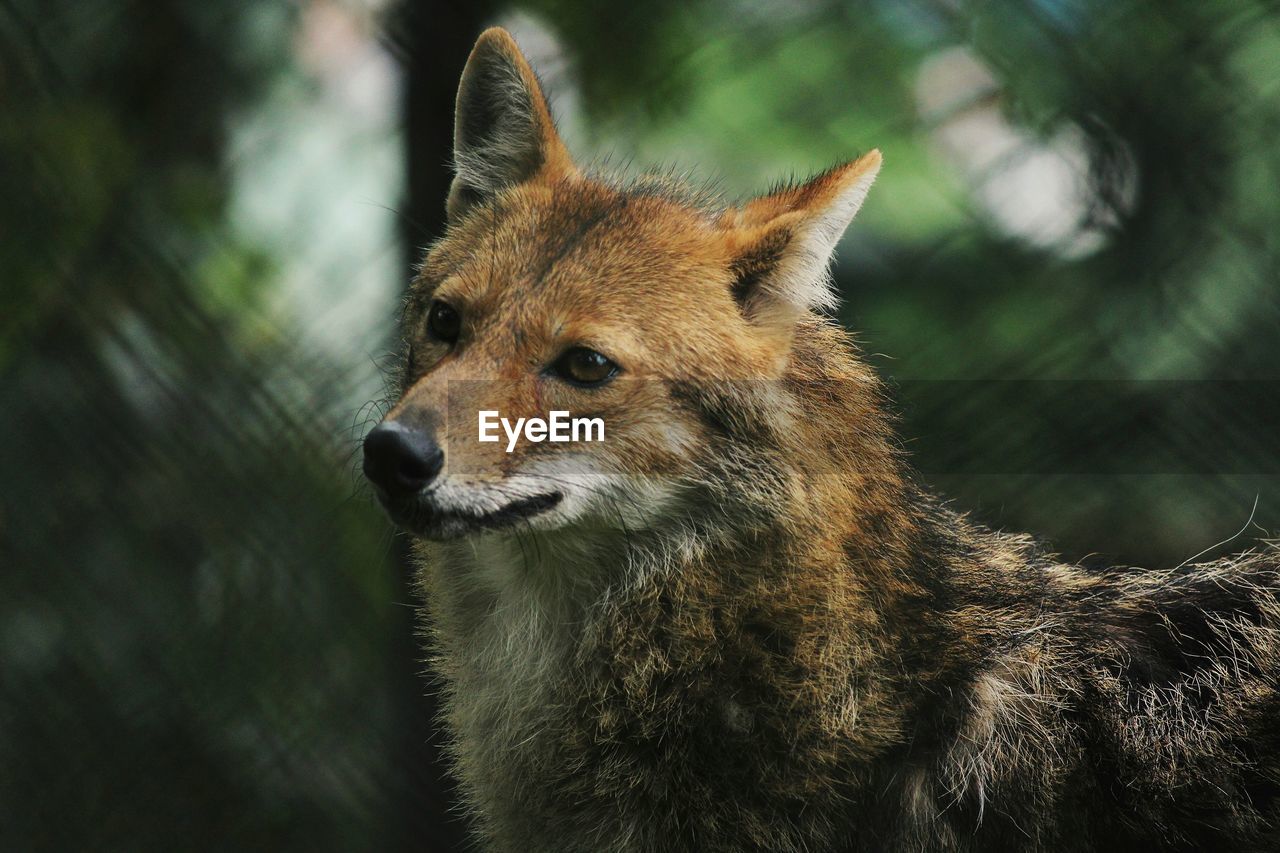 Close-up of coyote looking away