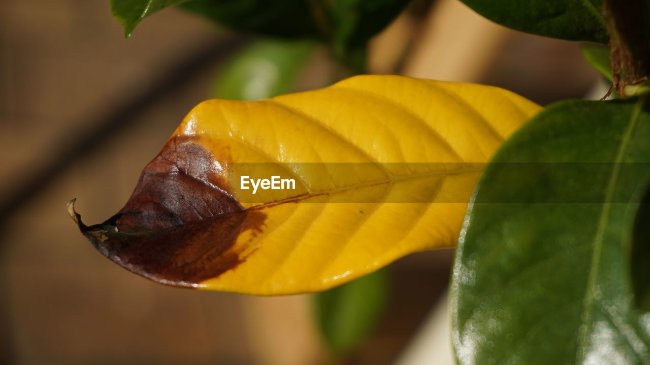 CLOSE-UP OF YELLOW BUTTERFLY ON LEAF