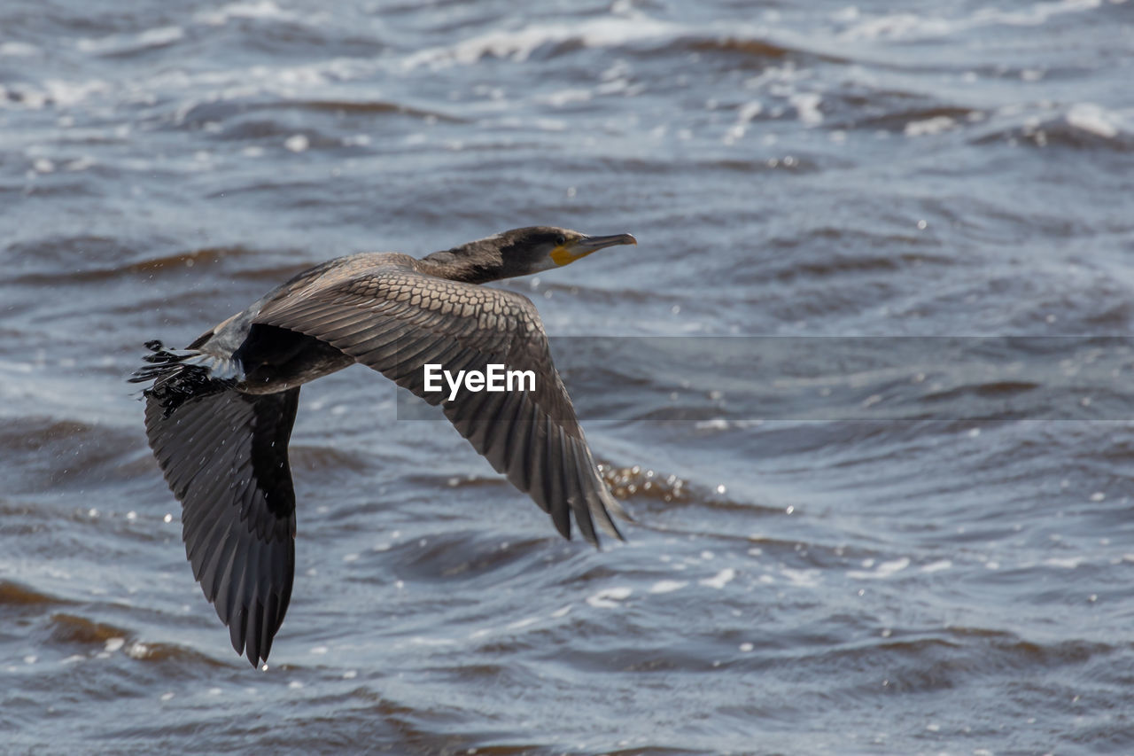 BIRD FLYING ABOVE SEA