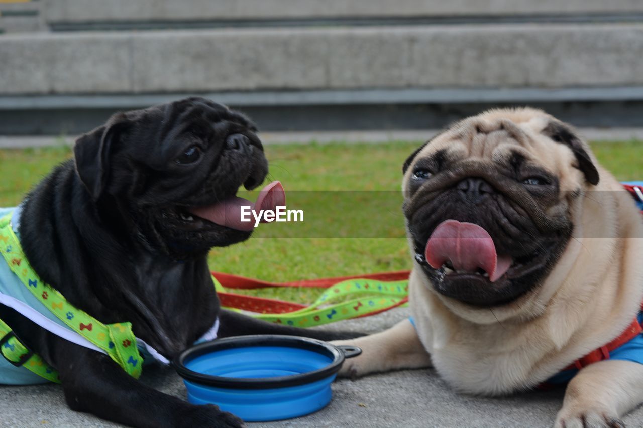 CLOSE-UP OF A DOG IN THE MOUTH