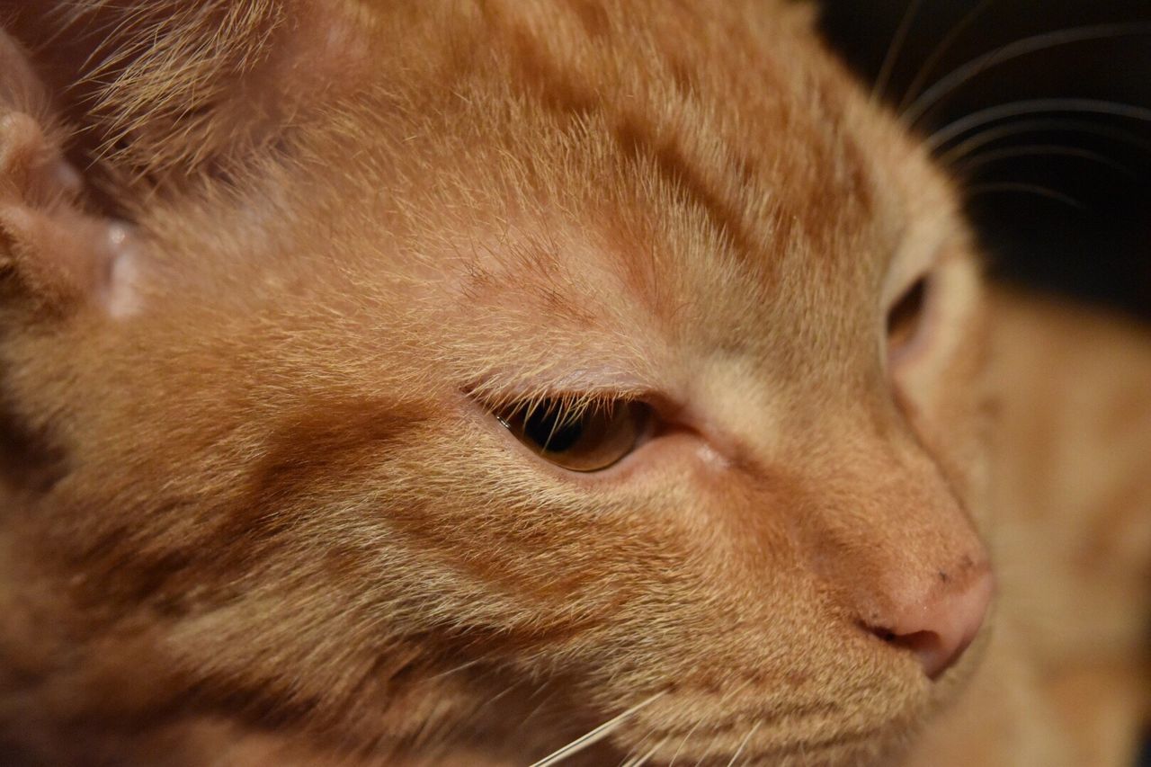 Close-up of cat looking away