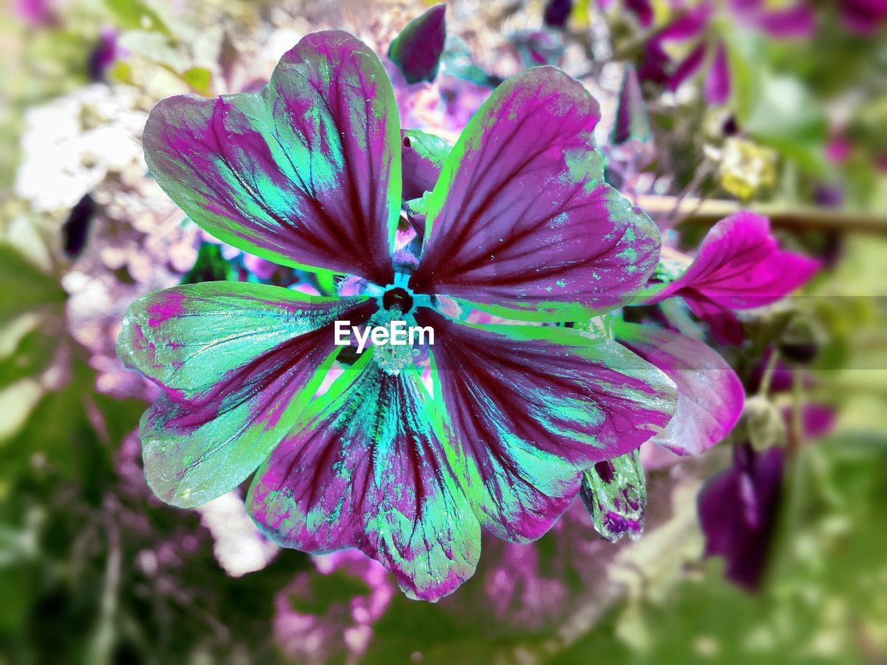 flower, petal, fragility, nature, beauty in nature, growth, no people, flower head, focus on foreground, day, close-up, outdoors, plant, blooming, freshness, petunia