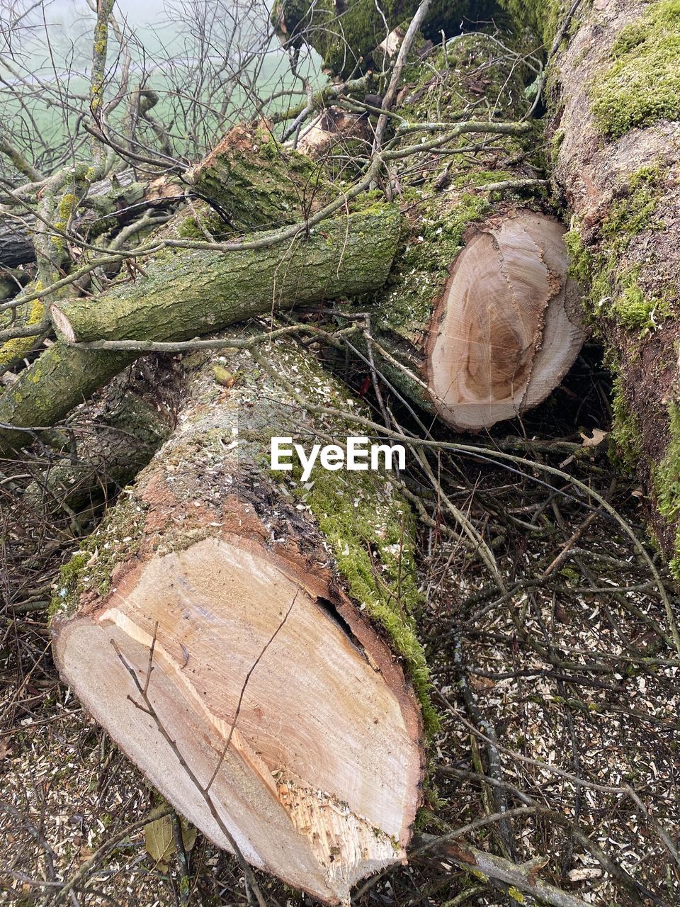 CLOSE-UP OF LOGS ON FIELD