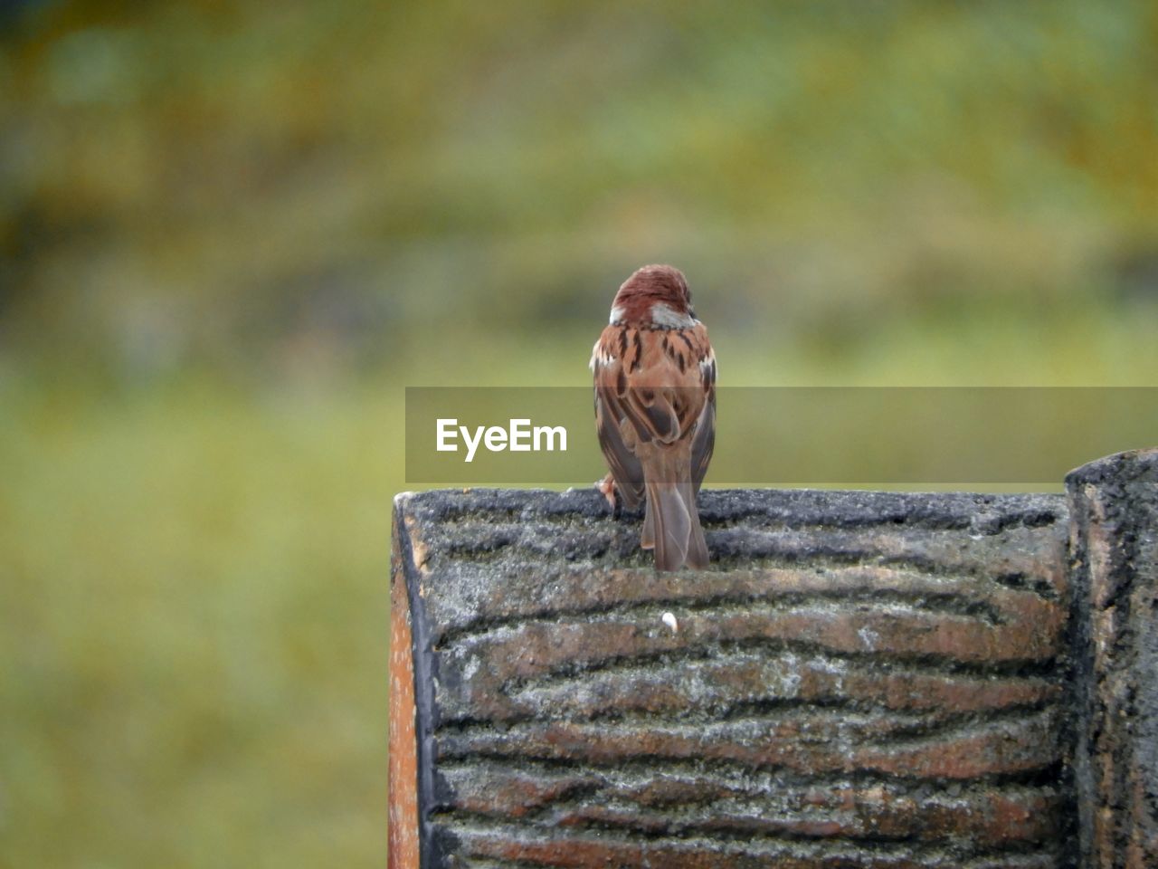 CLOSE-UP OF A BIRD