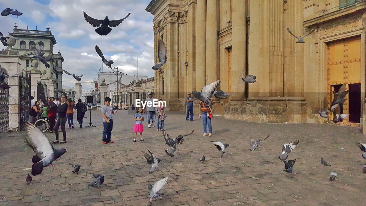 BIRDS FLYING AGAINST BUILDINGS